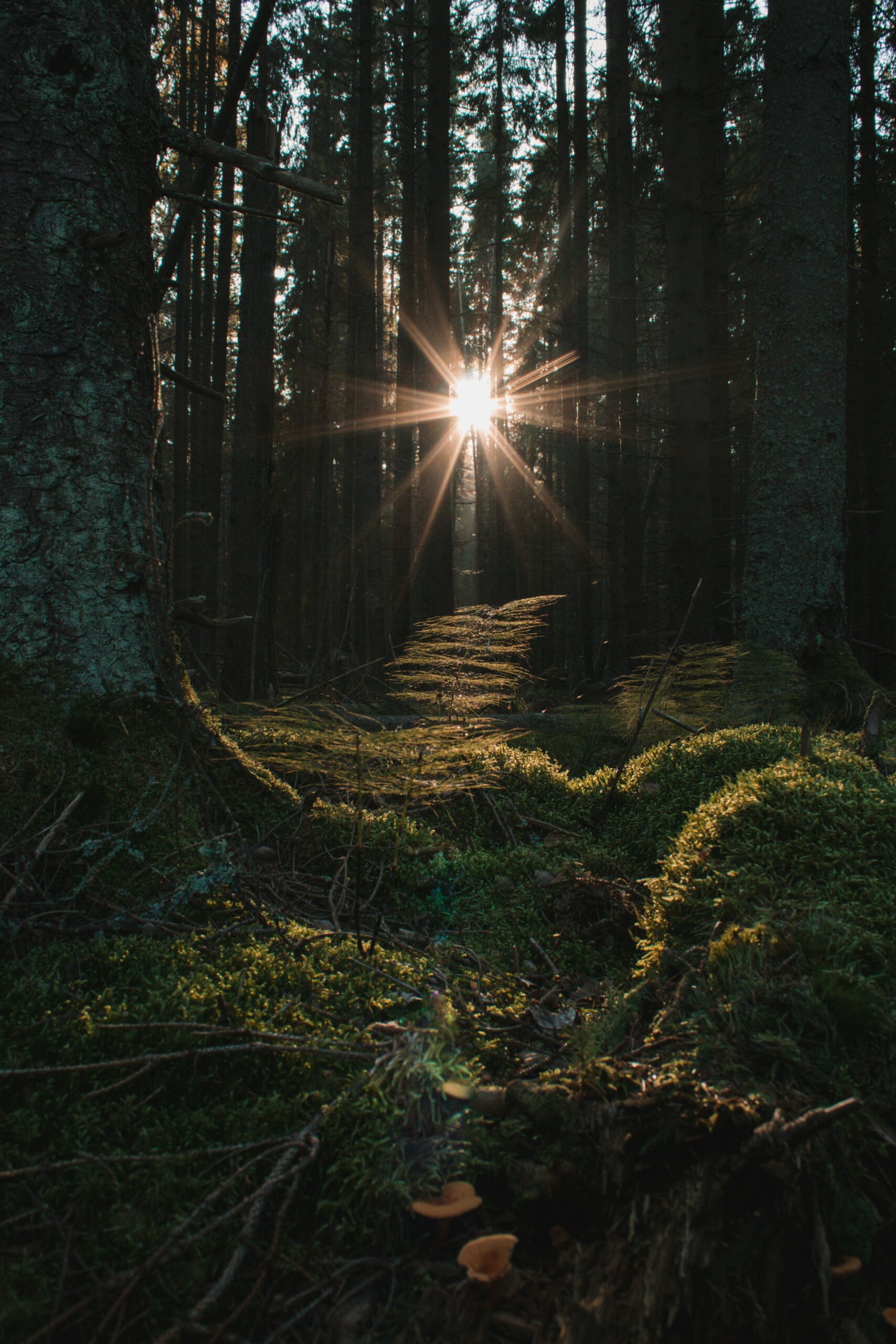 Wild Forrests